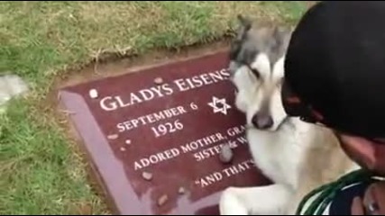 Иван Иванов Стихове кученце плаче на гроба на стопанина си
