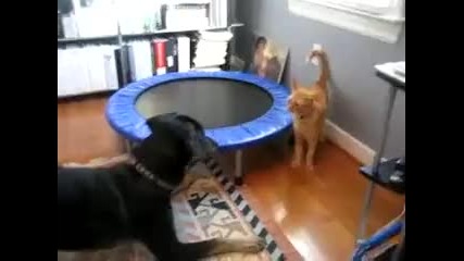Котка vs. Куче ( Много настървена котка) . 