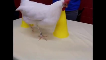 Кокошка с високо Iq