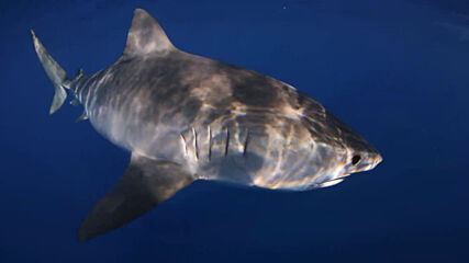 Най-голямата тигрова акула в света