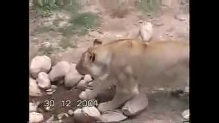 Ягуар плаши лъвове 