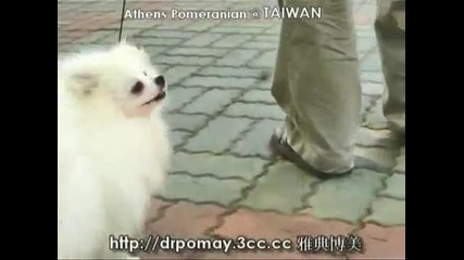 White Pomeranian (male) in age of 13 months (hq) 