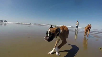 Силата на духа на куче с два крака - Първа разходка на плажа