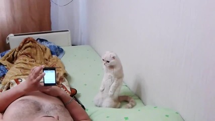 Patriotic russian cat listens to anthem standing up