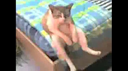 Котка - Седи Като Човек 