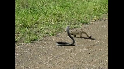 Кобра срещу мангуста 