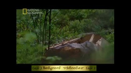 Vahsi Rusya Urallar 5. Bolum Izle 2011 Hq