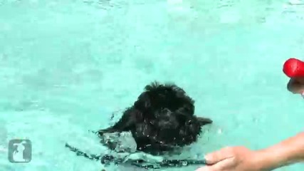 Малко кученце вижда водата за първи път