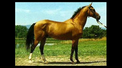 Kone Mn Qko