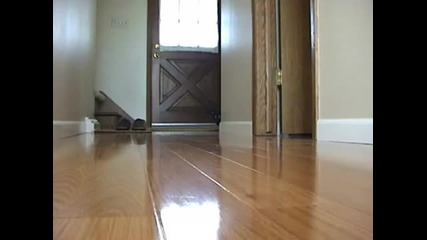 Kitten afraid of remote control mouse 