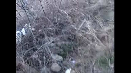 Burning Cats