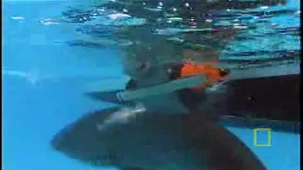 Ng Bull Sharks Hunt 