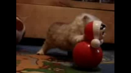 Сладко котенце си играе 
