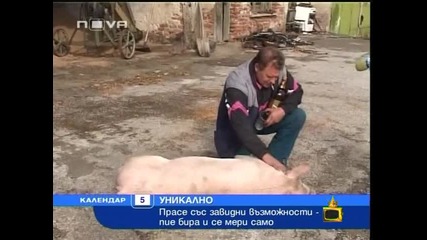 Прасето Руска - Видео - Господари на Ефира 