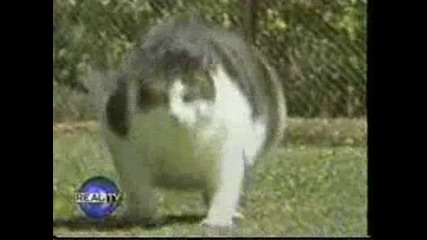 Най - Дебелата Котка, Която сте виждали ! 