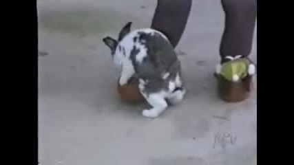 Междуполова Любов