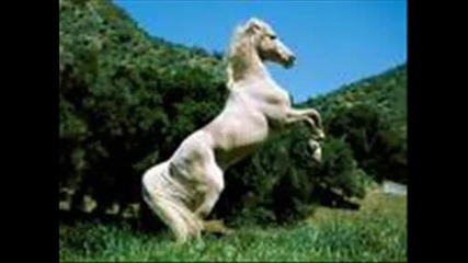 Най - кючек на орк.ривера - Белия кон 