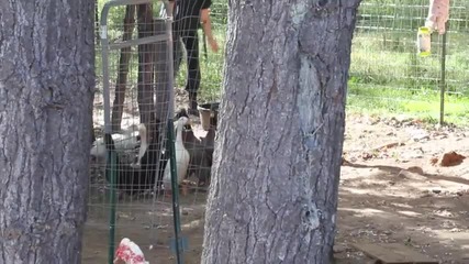 Патици не желаят да се къпят! Смях!
