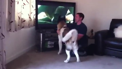 Куче се нахвърля срещу телевизор , вижда на него мечка