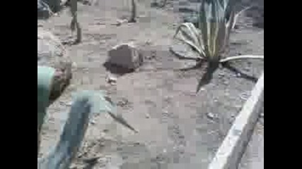 Кактуси