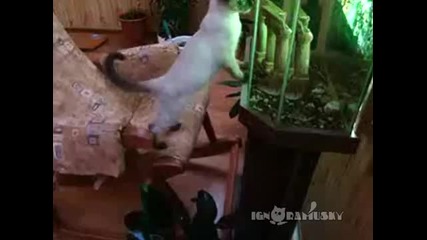 Коте на люлеещ се стол