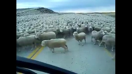 Kогато има нашествие .