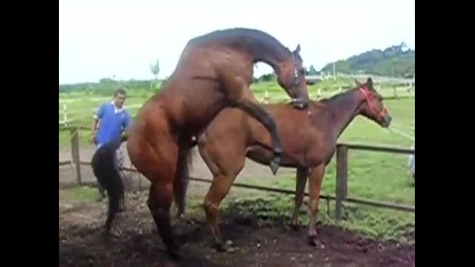как го правят конете