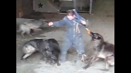 Вълци Закусват