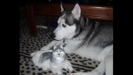 Doberman , English Bulldog & Husky