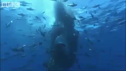 Bbc Whale Shark 