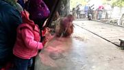 Орангутан танци брейк .