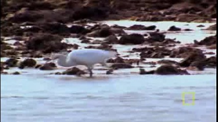  Octopus Vs. Bird 