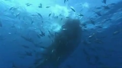 Wonderful Life Depths of the Ocean & Music Video Hd