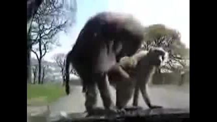 Секс върху колата