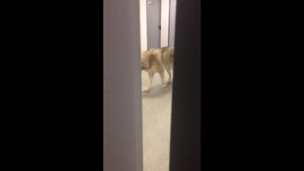 Шок! Състезателка в Сочи засне вълк в кордидора на хотела.