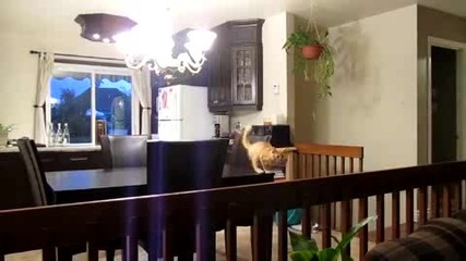 Котка не може да скача - смях 