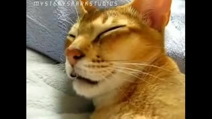 Sleep Talking Cat