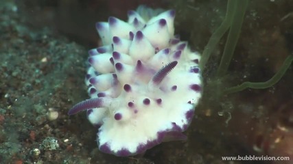 Bali Diving
