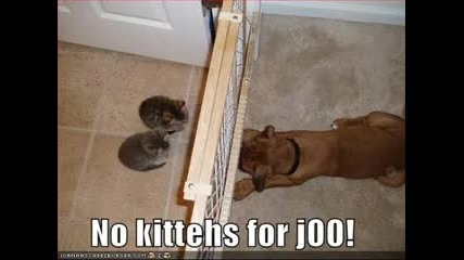 very funny dogs 