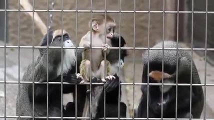 Очарователни Маймуни си Играят с Новороденото си Бебе