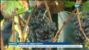 Италия измести Франция като производител №1 на вино в света