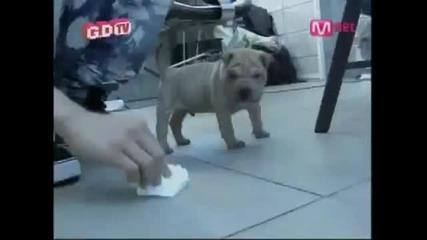 Gd and Gaho Cute )