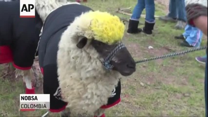 Колумбия срещу Бразилия - световно първенство за овце 2014