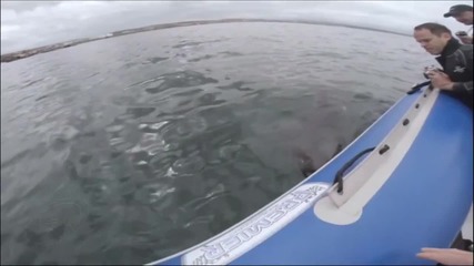 Акула разкъсва надуваема лодка
