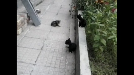 Котките на двора 2