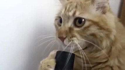 Коте си играе с прахосмукачка