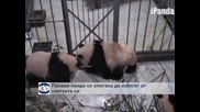 Палави панди се опитаха да избягат от клетката си