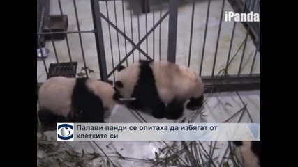 Палави панди се опитаха да избягат от клетката си