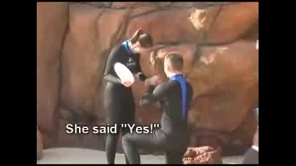 Proposal At Seaworld