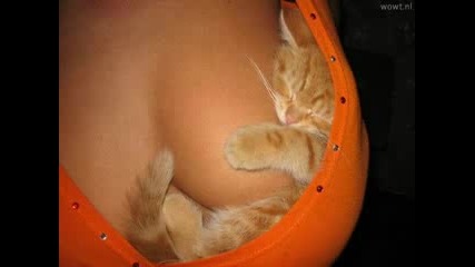 Смешни котенца Мн Смях